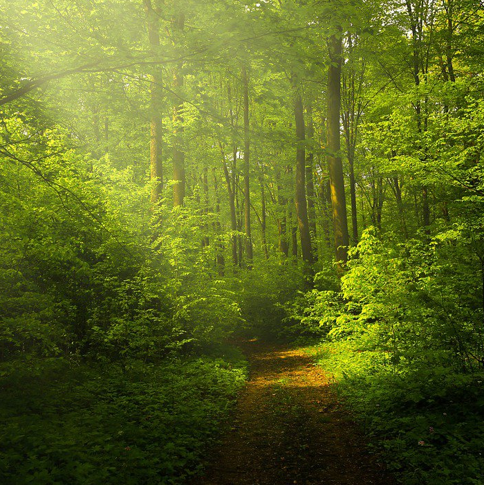Jorney to the Forest